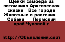 Щенки самоеда из питомника Арктическая сказка - Все города Животные и растения » Собаки   . Пермский край,Чусовой г.